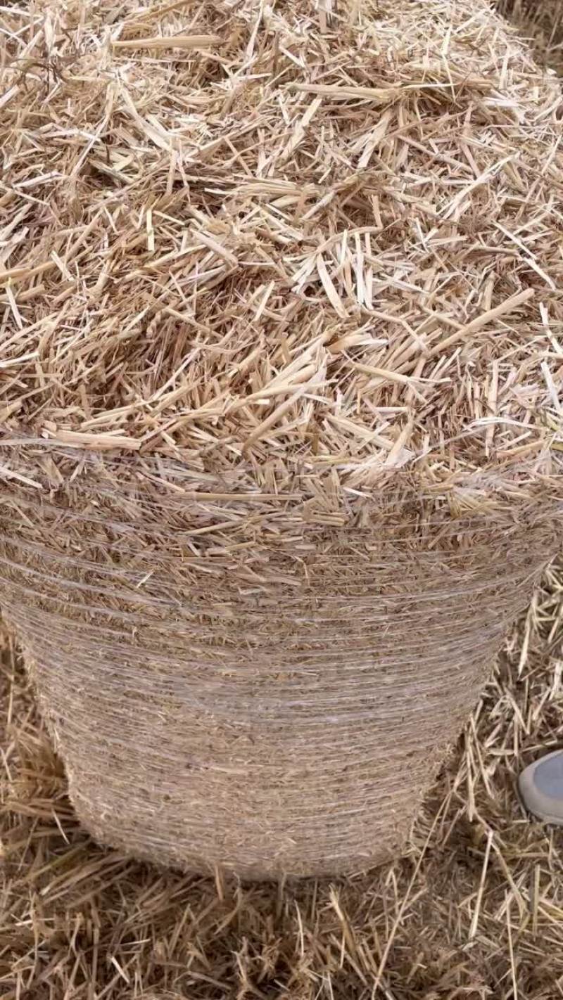 小麦天朗揉丝包，大量出售……