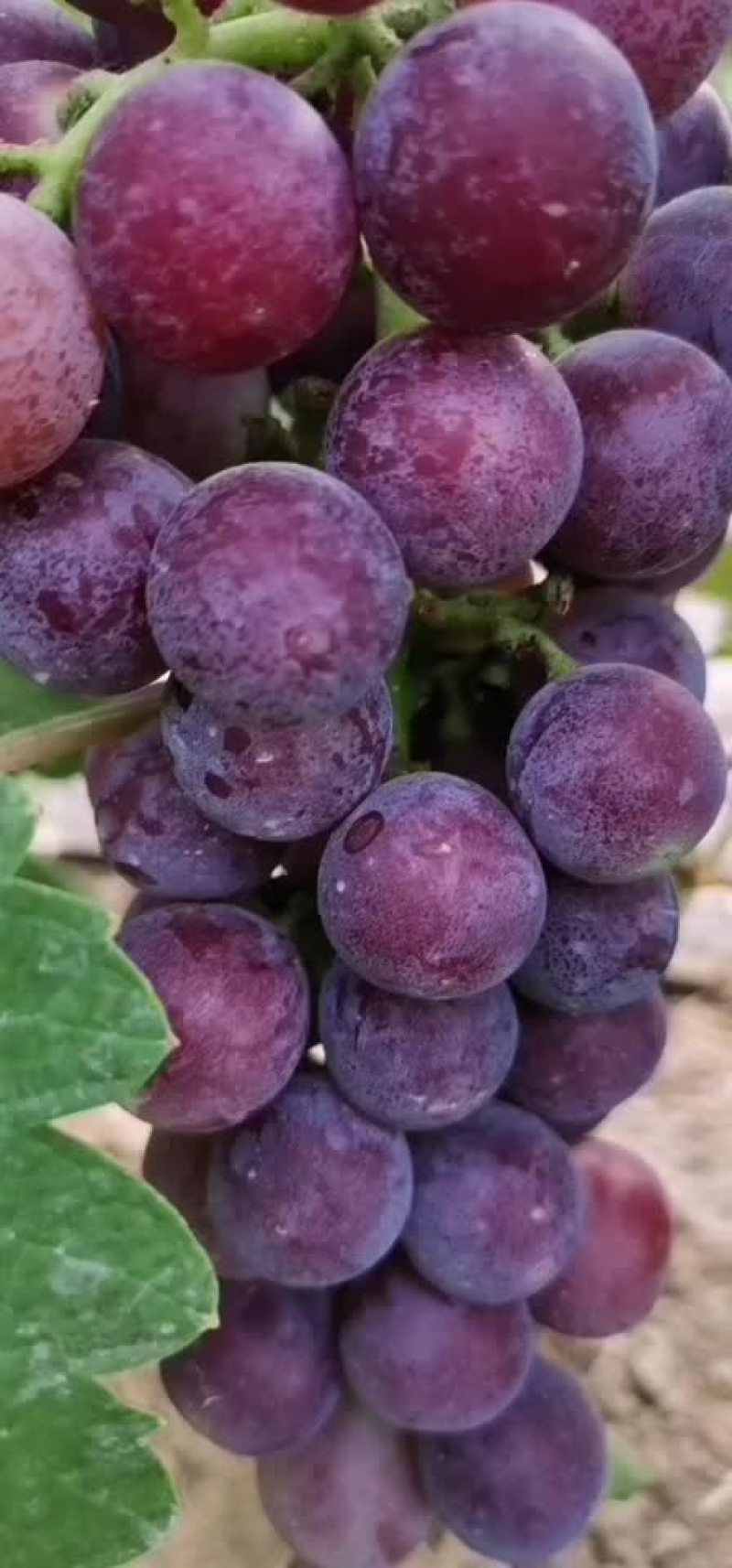 夏黑葡萄