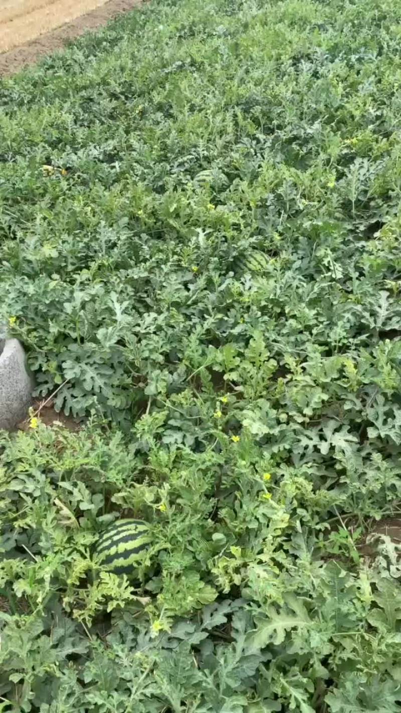 自家种植的甜王西瓜，靠谱的老板来对接，量足