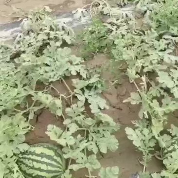 自家种植的甜王西瓜，靠谱的老板来对接，量足