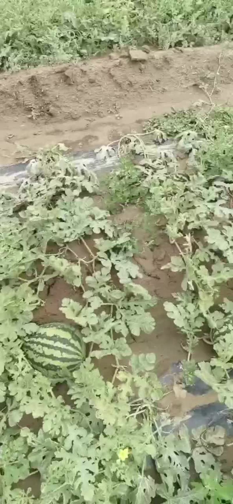 自家种植的甜王西瓜，靠谱的老板来对接，量足