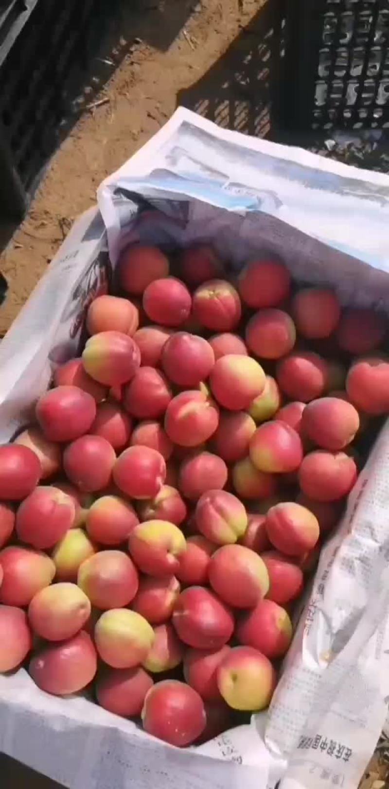 串枝红杏