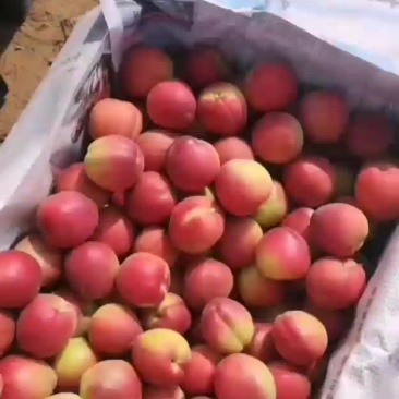 串枝红杏