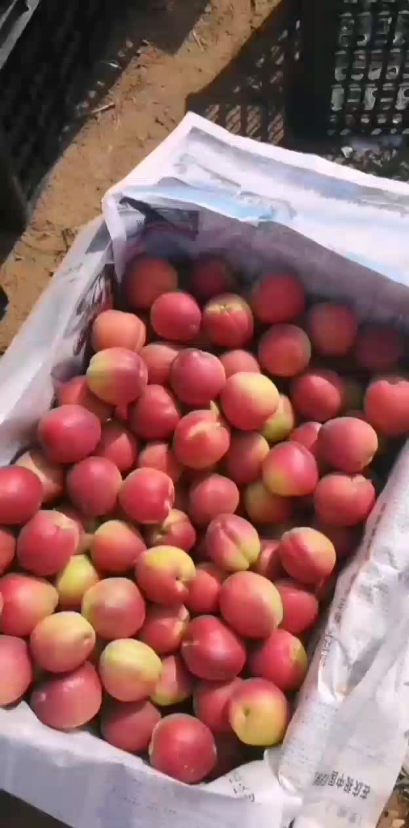 串枝红杏