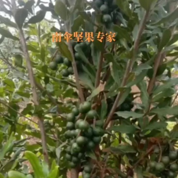 南瓜