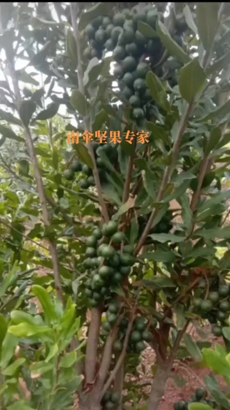 南瓜