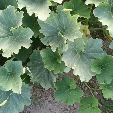 新疆哈密银栗板栗南瓜