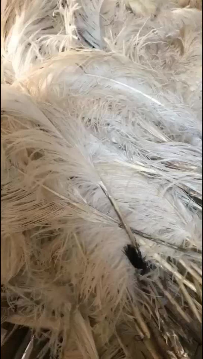 色选玉米