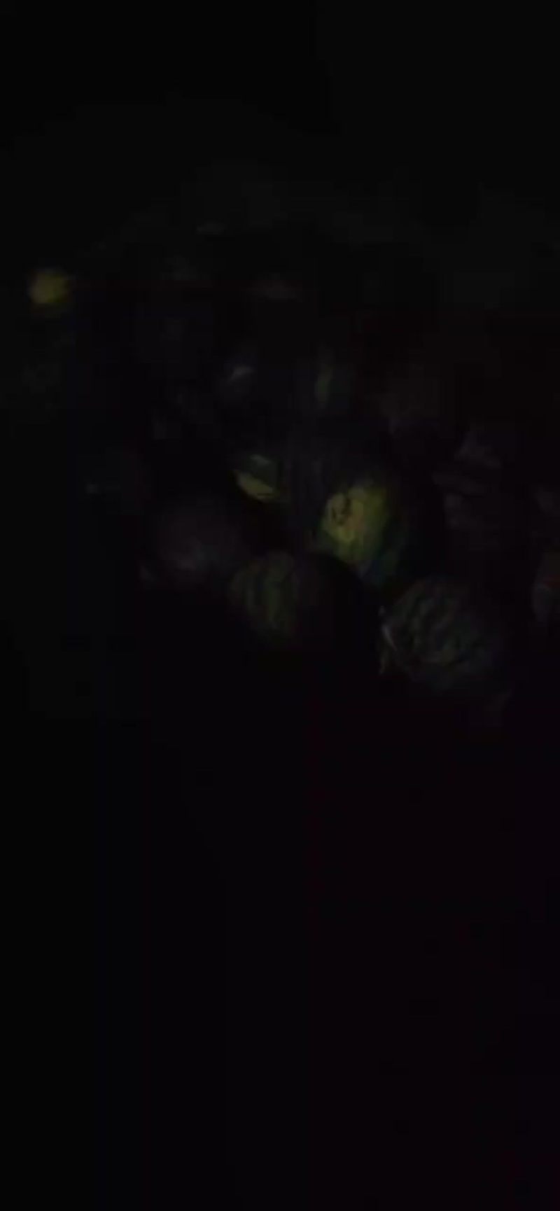 甜王西瓜