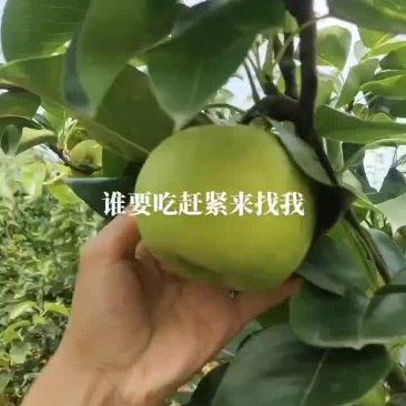苹果梨，518品种，，嘉兴本地