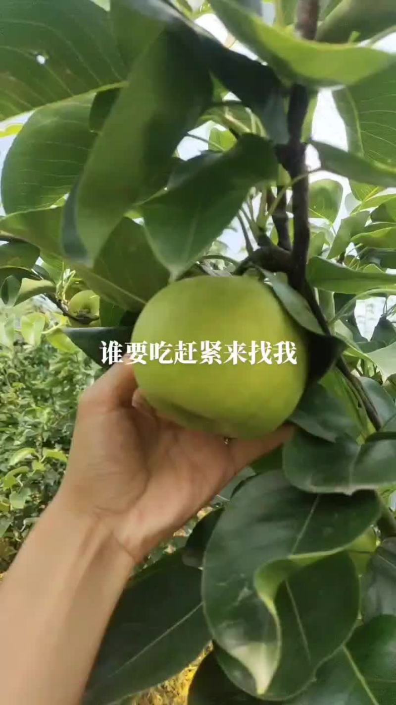 苹果梨，518品种，，嘉兴本地