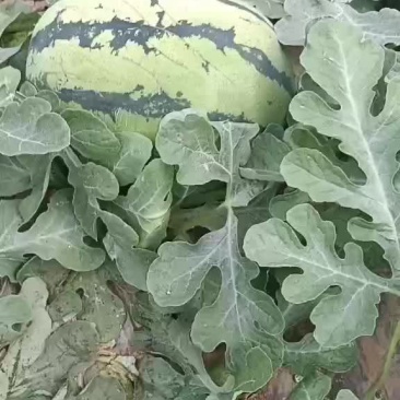 西瓜