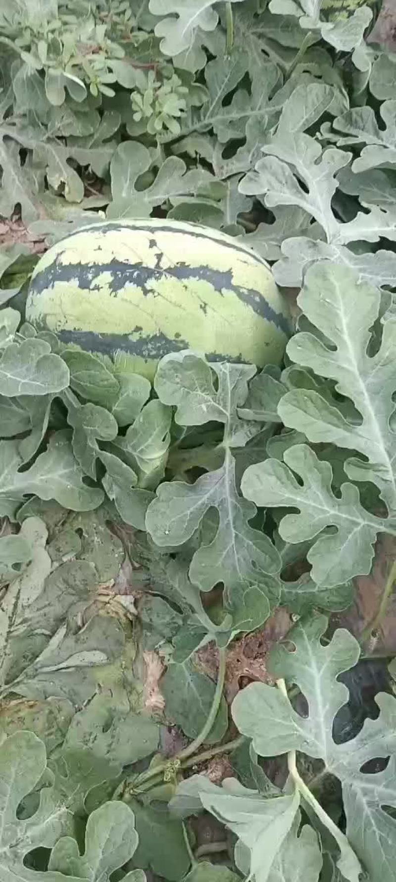 西瓜