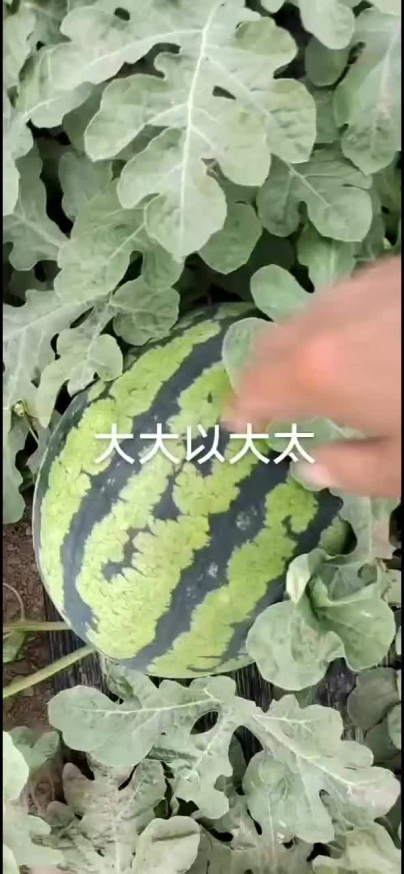 刘武果业长年代发全国各地甜王西瓜发往个地市场超市货源充足