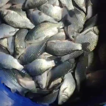 鲫鱼苗