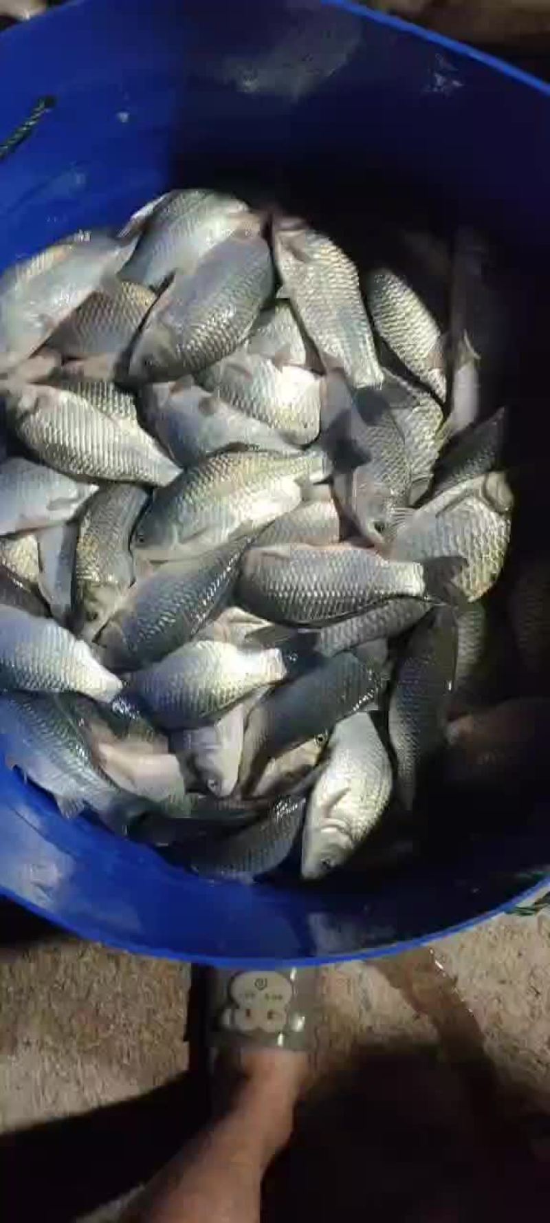 鲫鱼苗