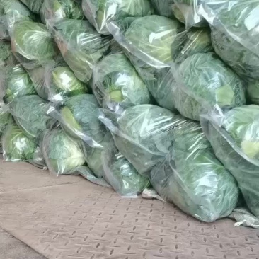 苏北万亩蔬菜基地精品甘蓝