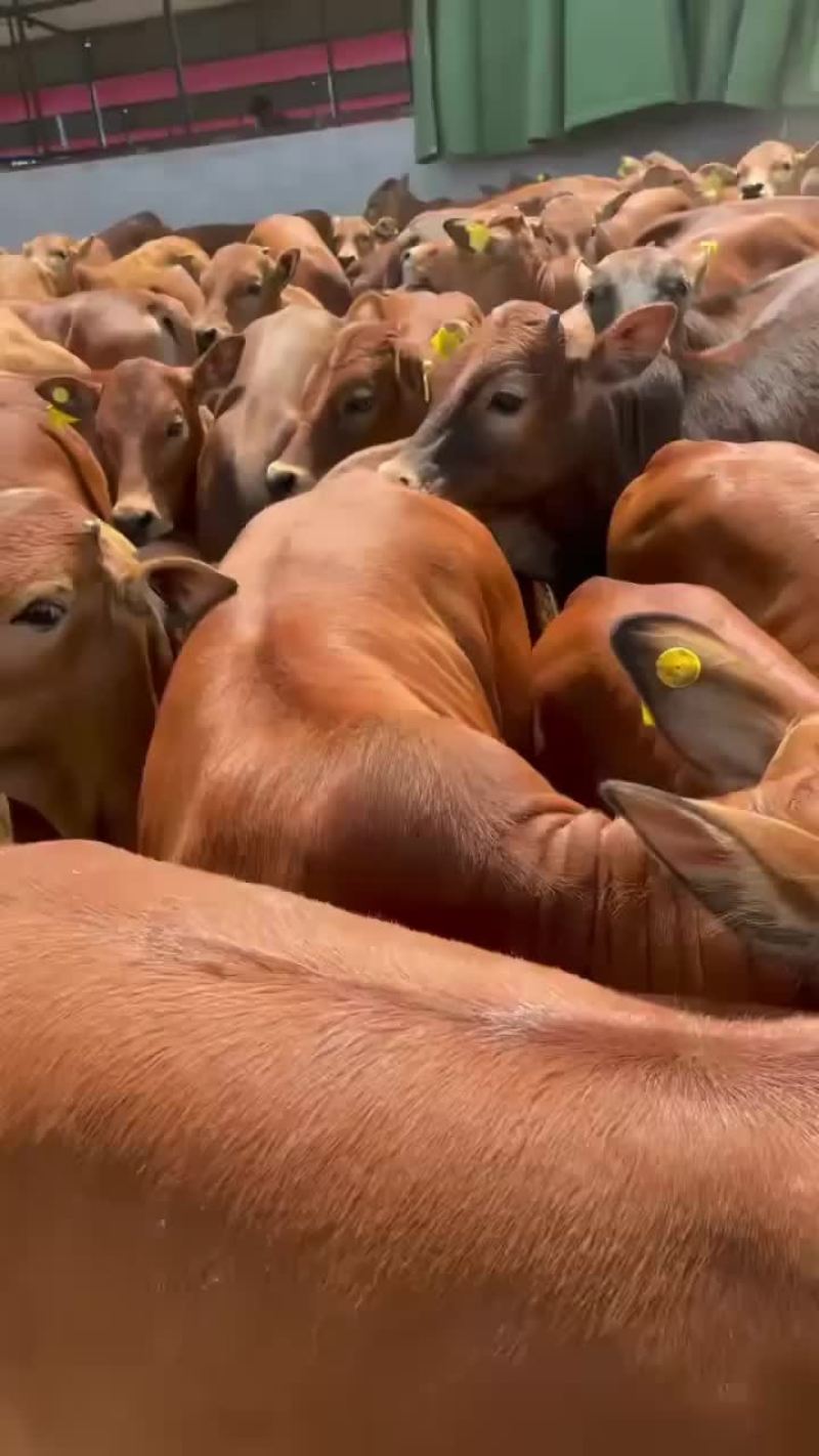 黄牛黄牛肉牛买十头送一头价格合适欢迎咨询