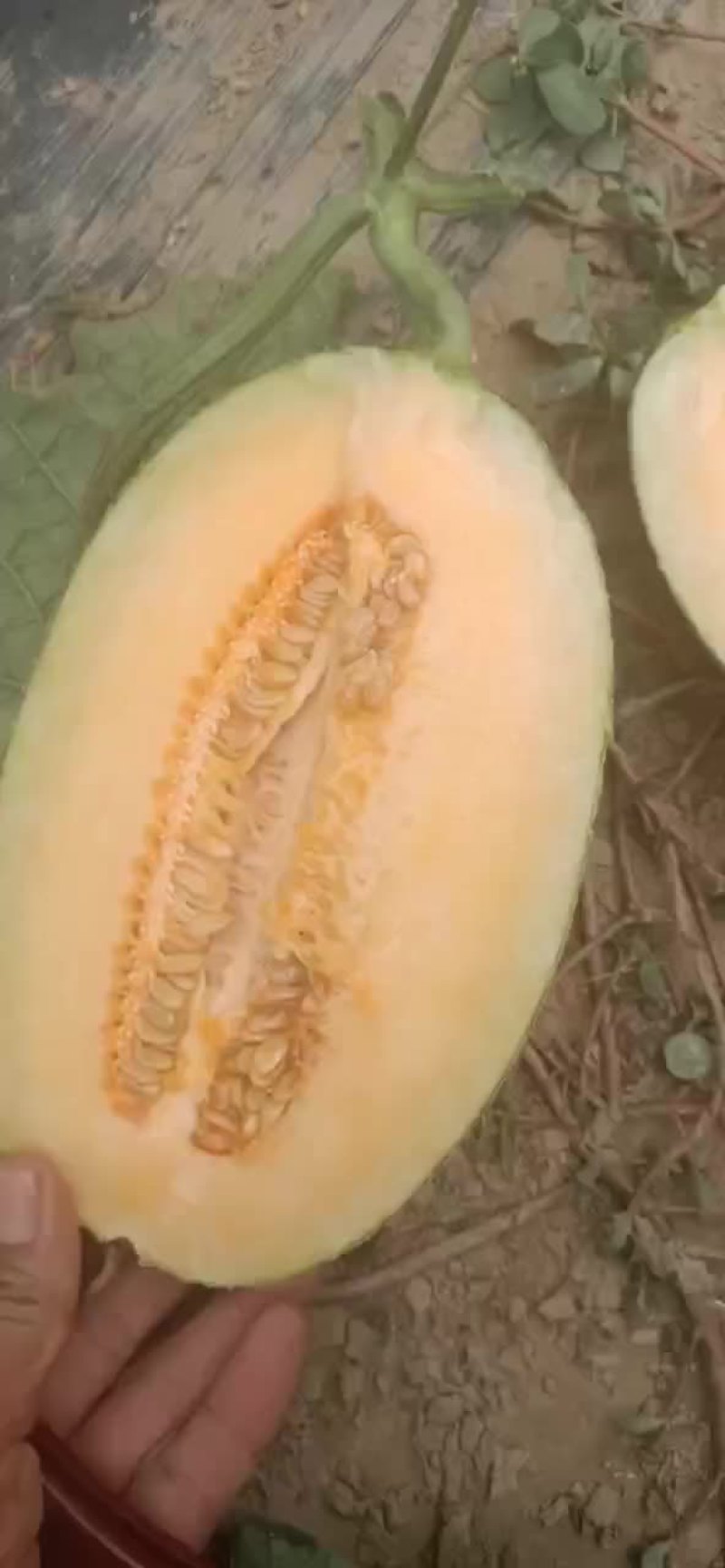哈密瓜大量上市