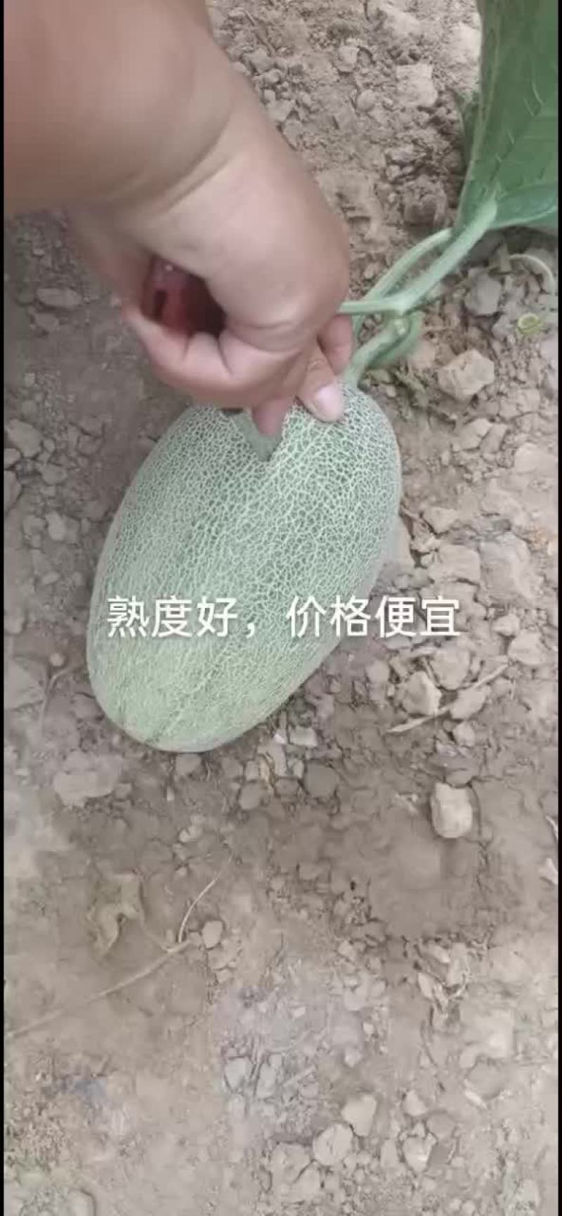 哈密瓜大量上市