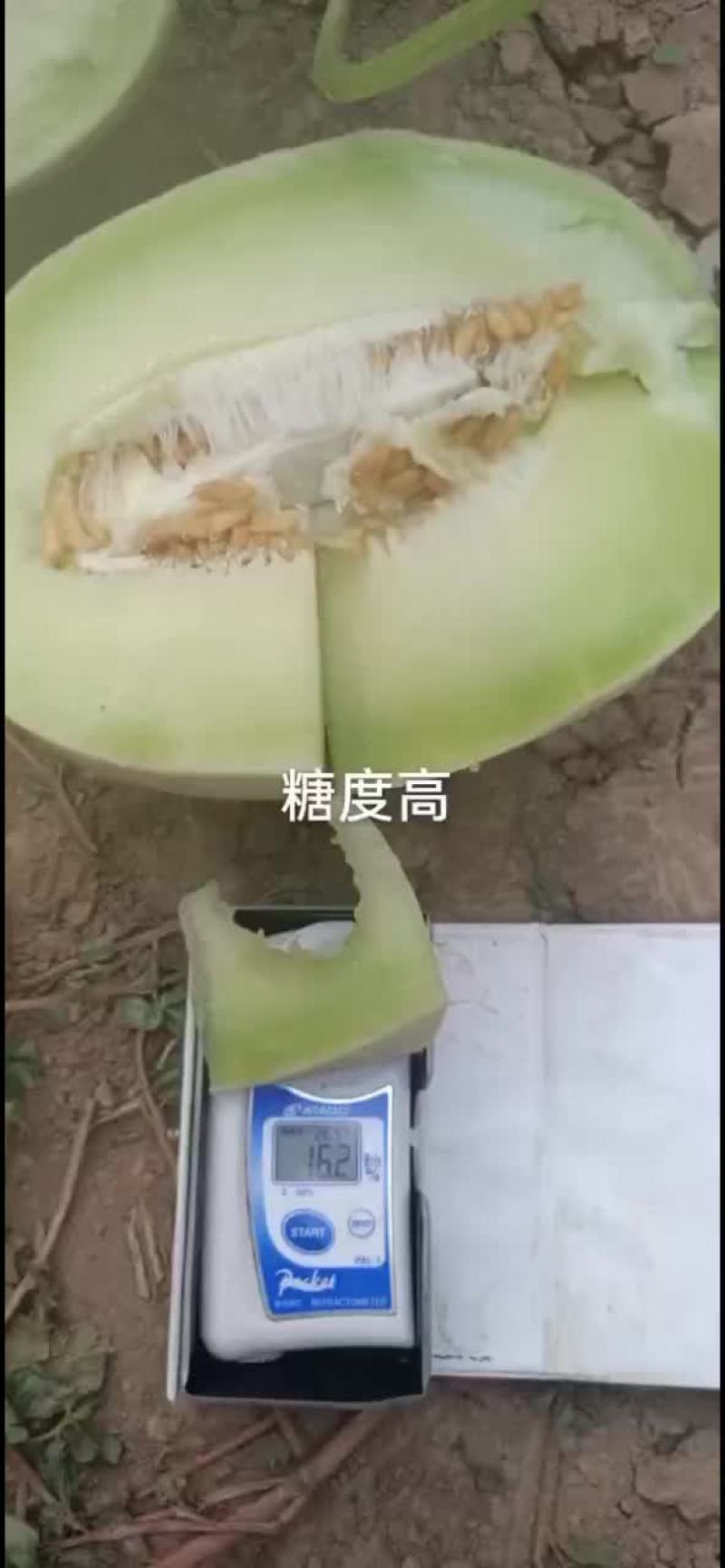 玉姑甜瓜