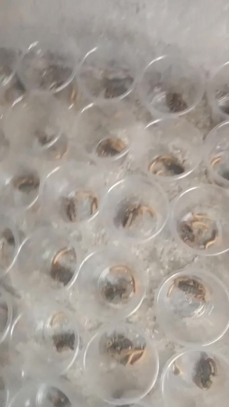 蝎子