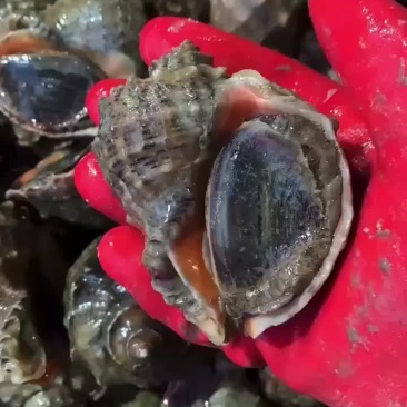 连云港发货大海螺个头好，肥度好，质量好，批发