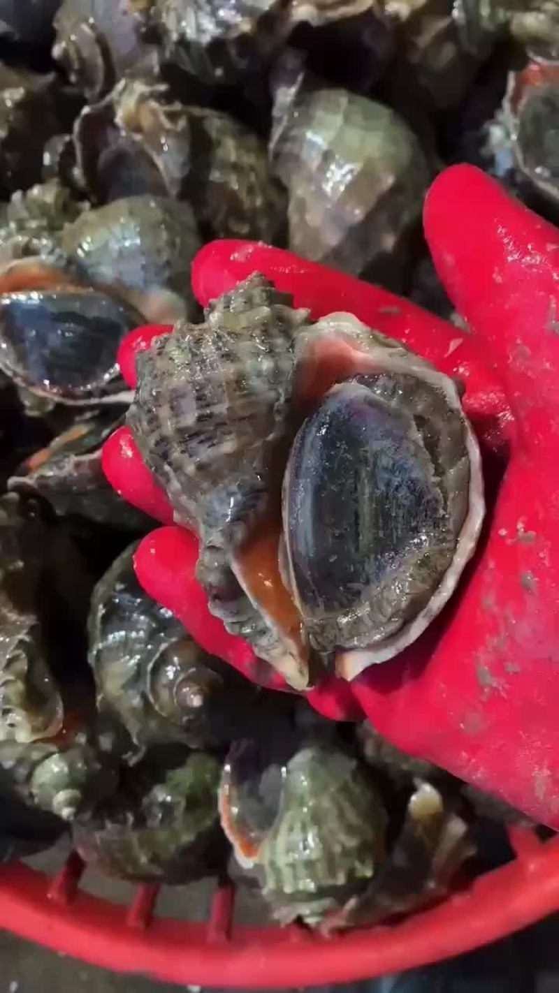 连云港发货大海螺个头好，肥度好，质量好，批发