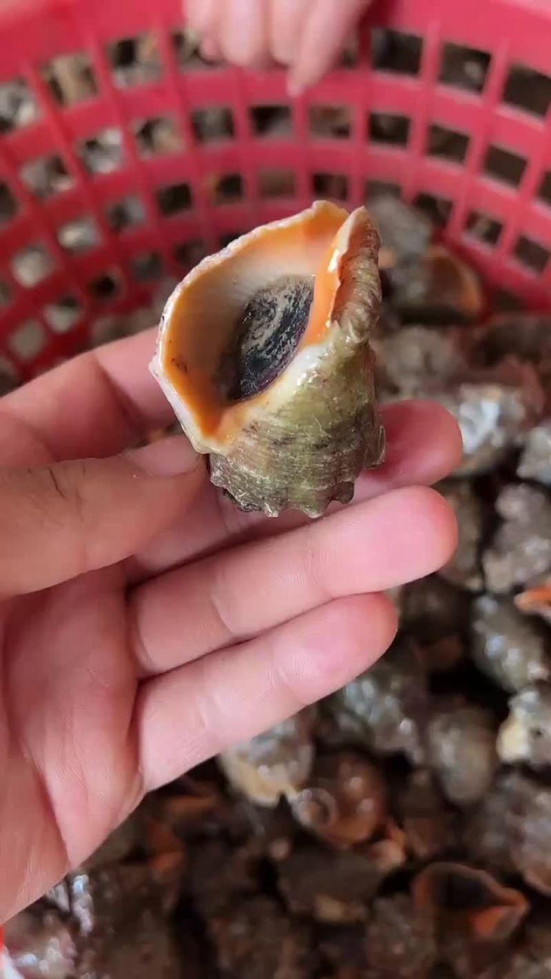 连云港发货大海螺个头好，肥度好，质量好，批发