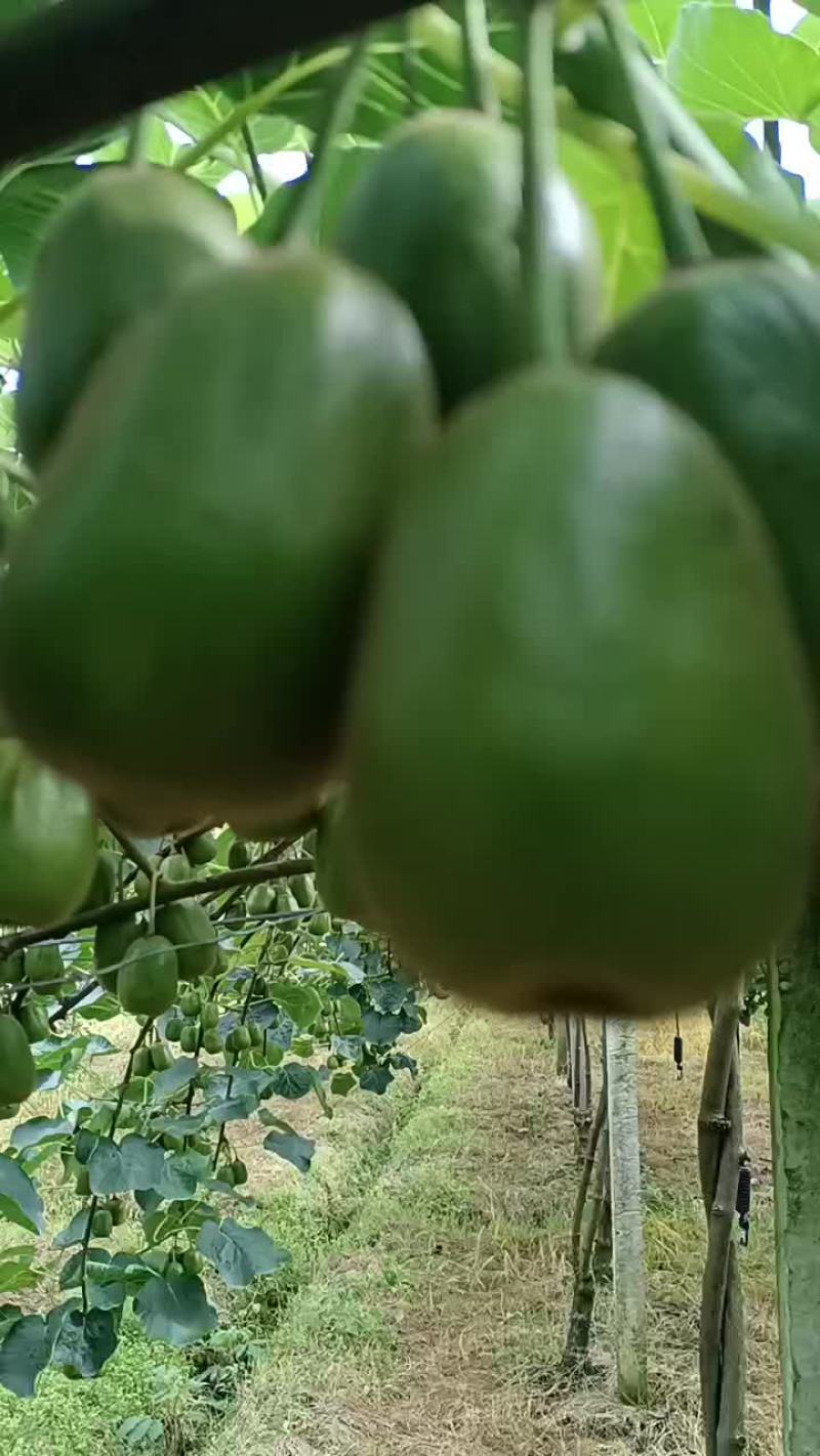 红心猕猴桃