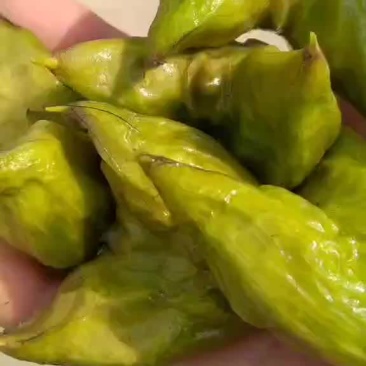 菱角菱角米