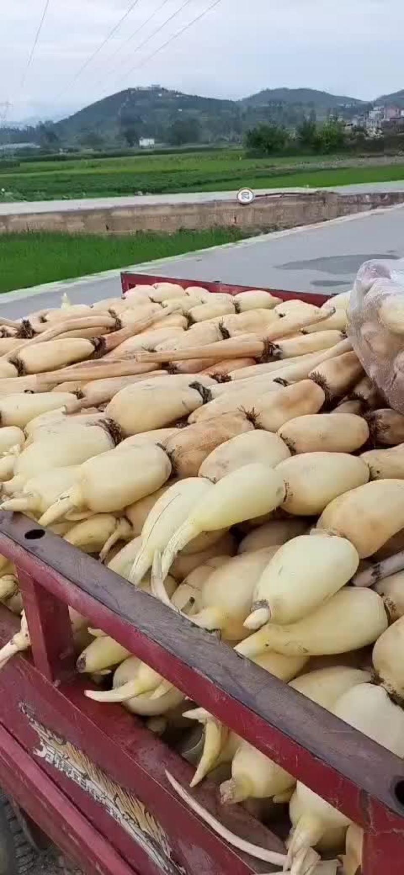 莲藕