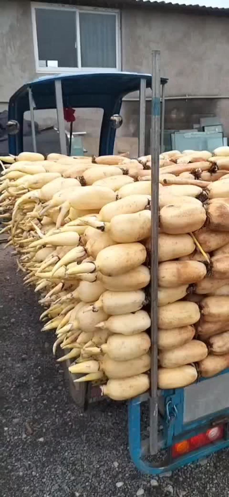 莲藕