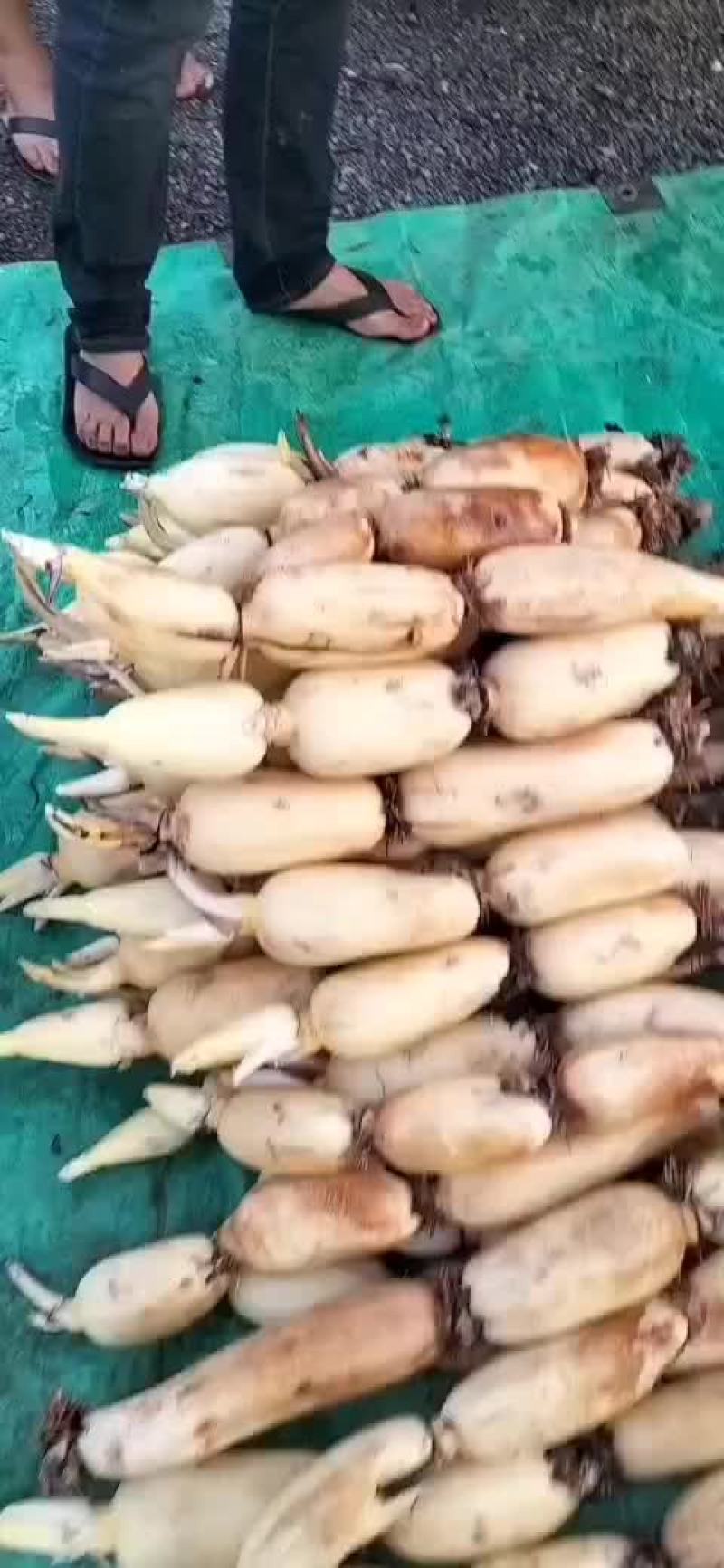 莲藕