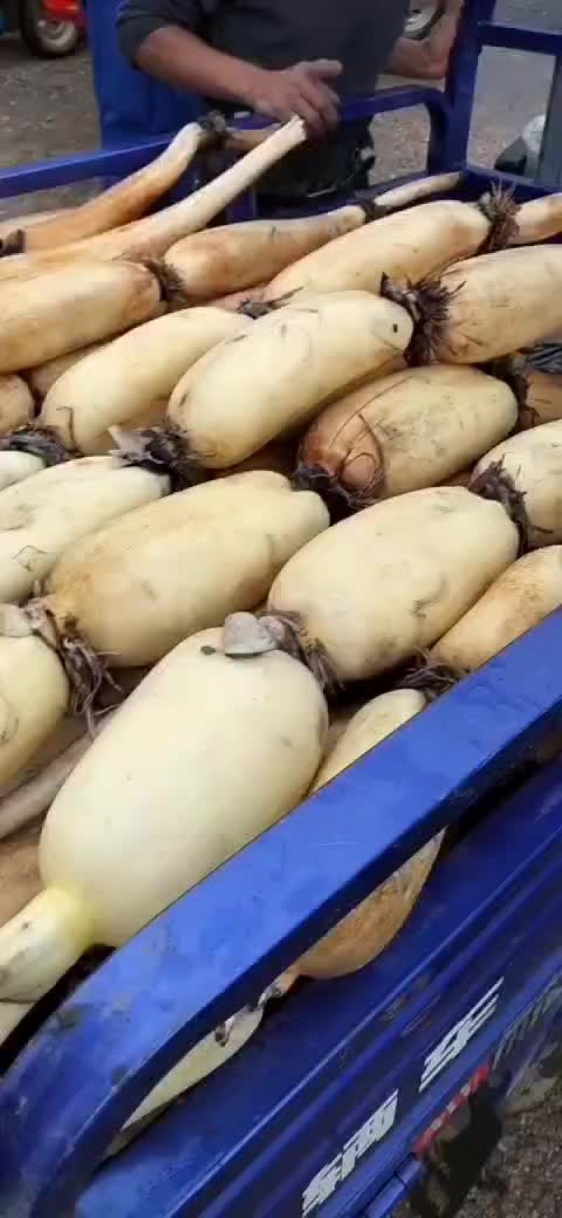 莲藕