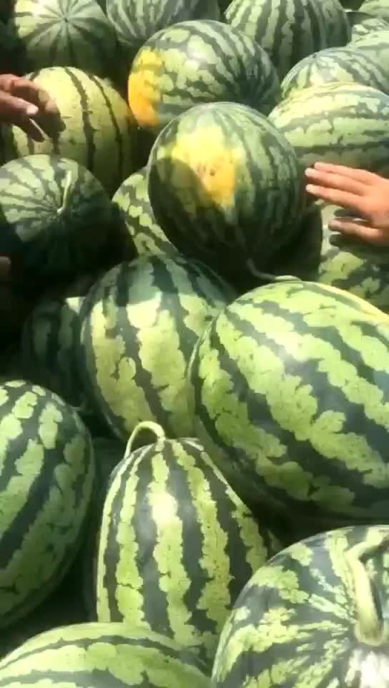 辽宁精品甜王系列西瓜大量上市，专业工人挑选。代收代发。
