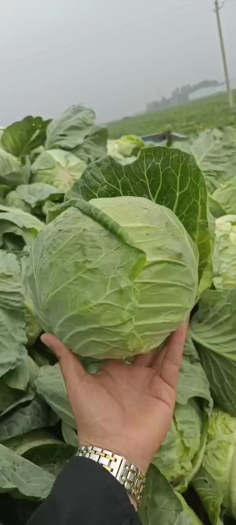 梨树甘蓝大量上市