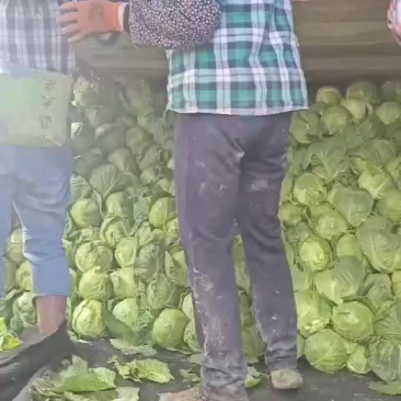梨树甘蓝大量上市