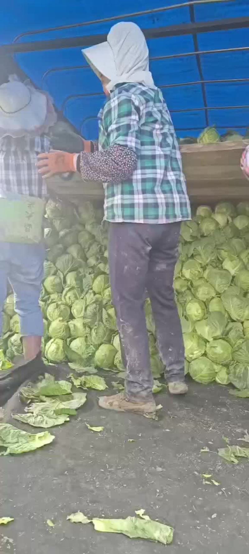 梨树甘蓝大量上市
