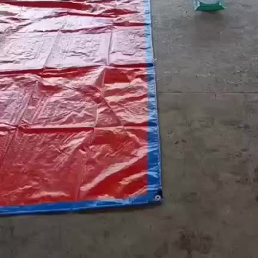 金煌芒
