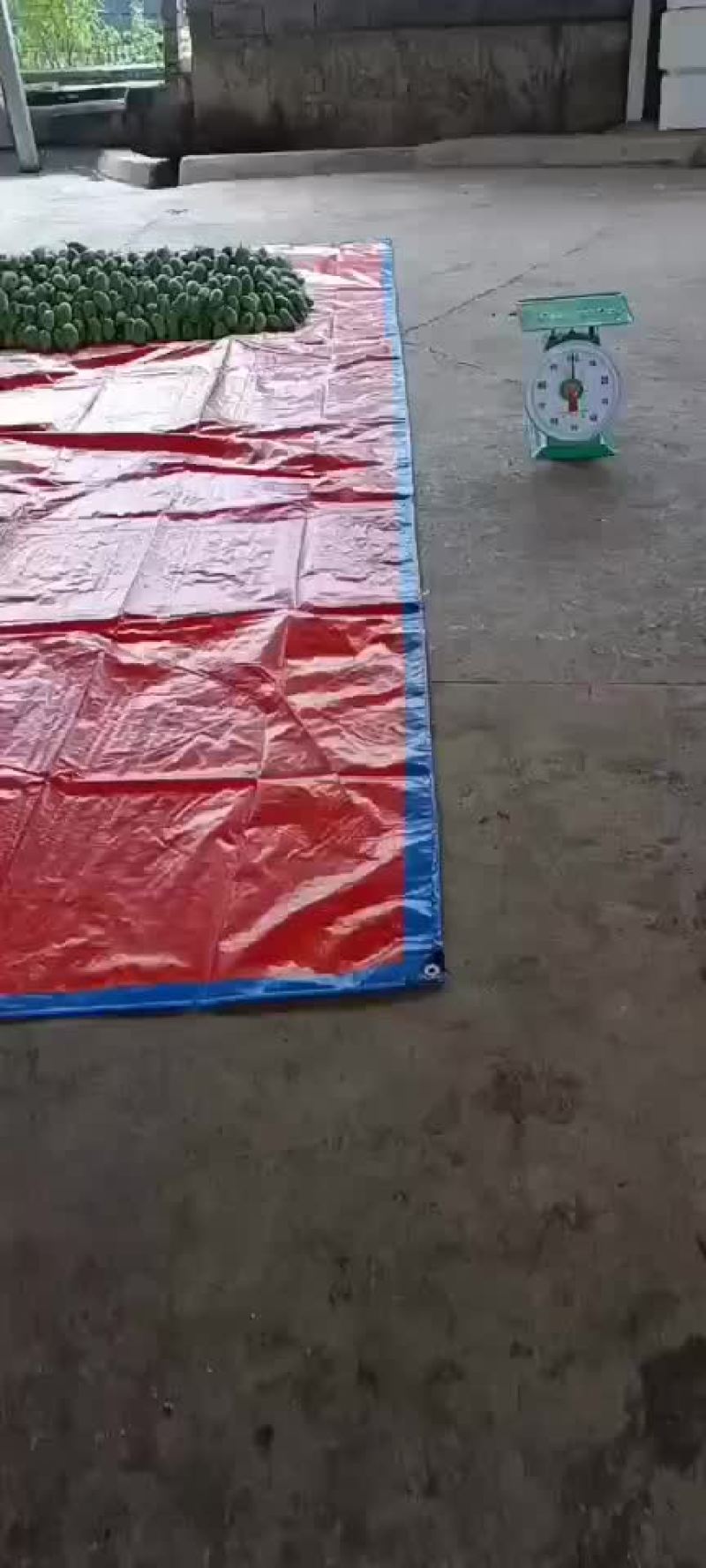 金煌芒
