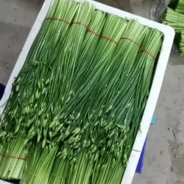 河北昌黎精品韭苔大量上市根白帽小欢迎预订
