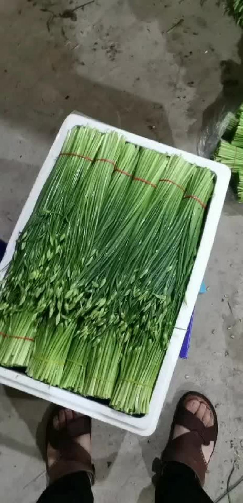 河北昌黎精品韭苔大量上市根白帽小欢迎预订