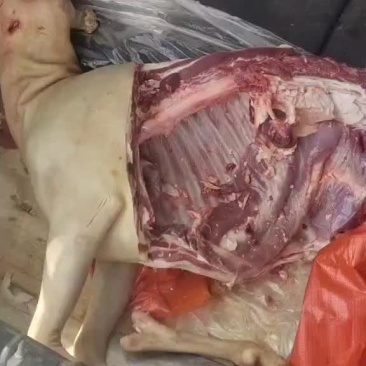 羊肉黑山羊