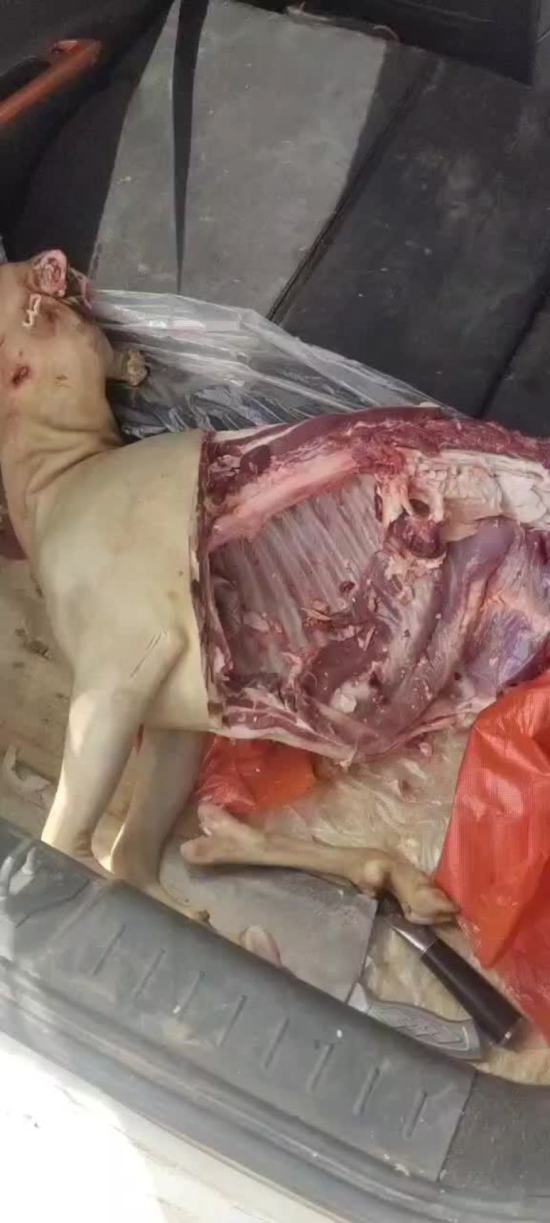 羊肉黑山羊