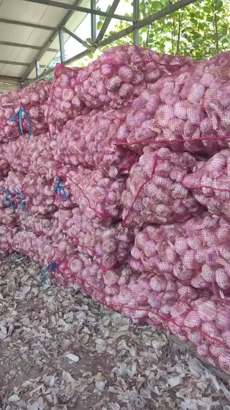 太空蒜规格678百分之90蒜头大品质好皮厚要的联系