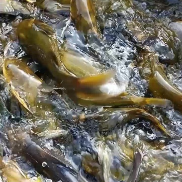 黄辣丁