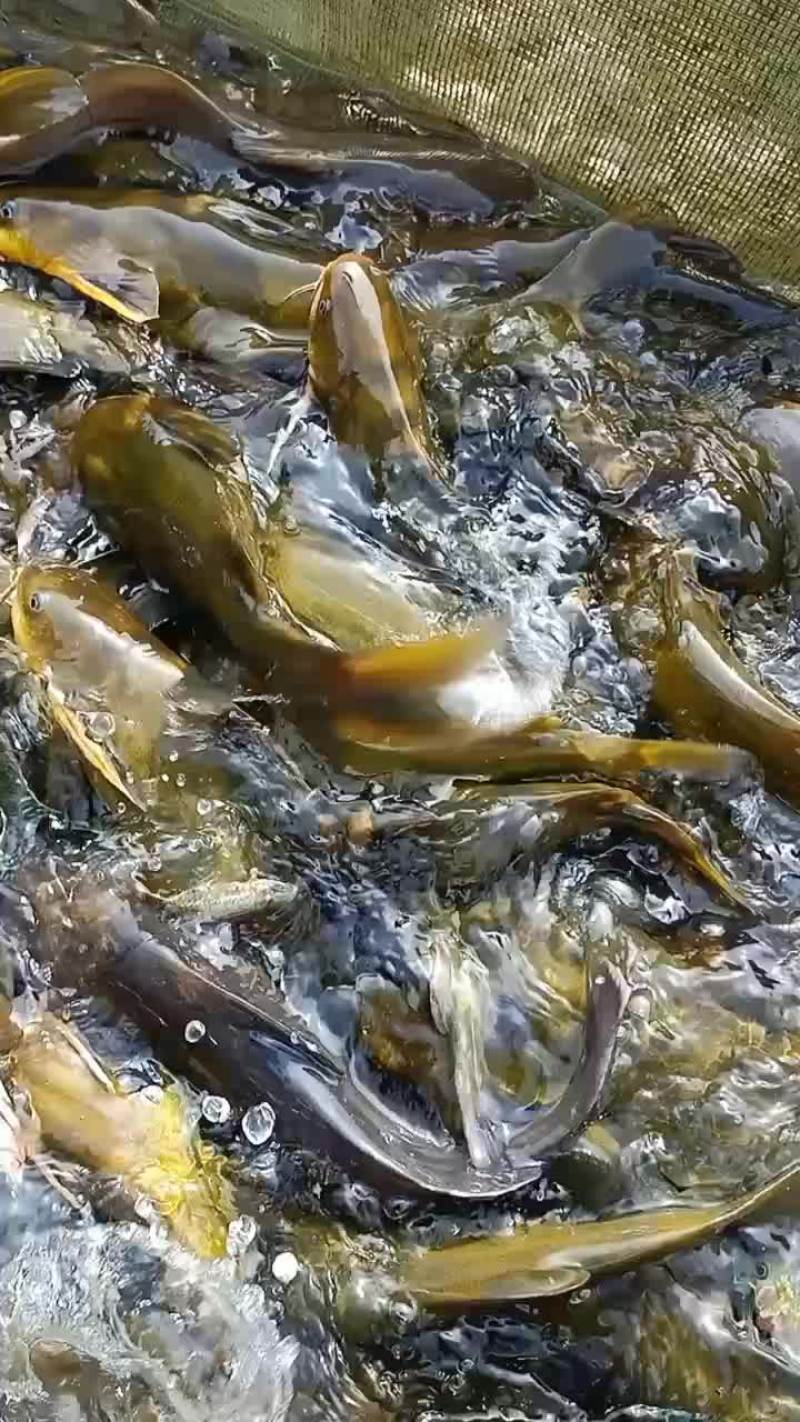 黄辣丁