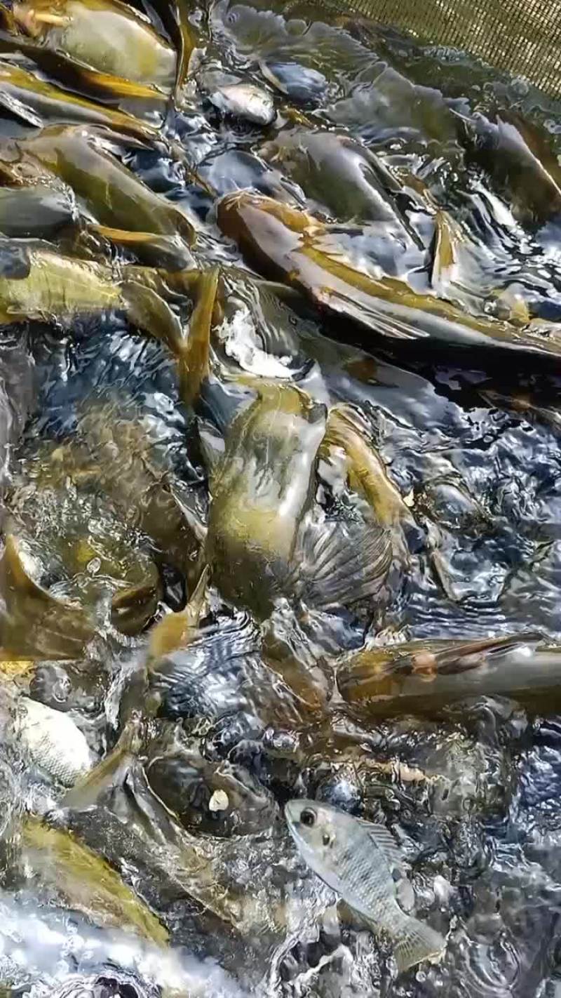 黄辣丁