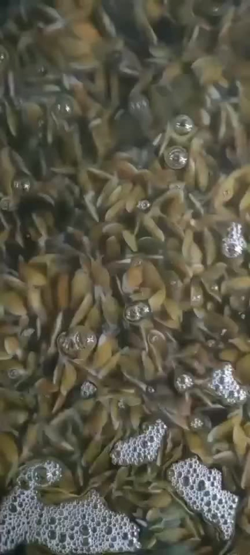 好货不等人
